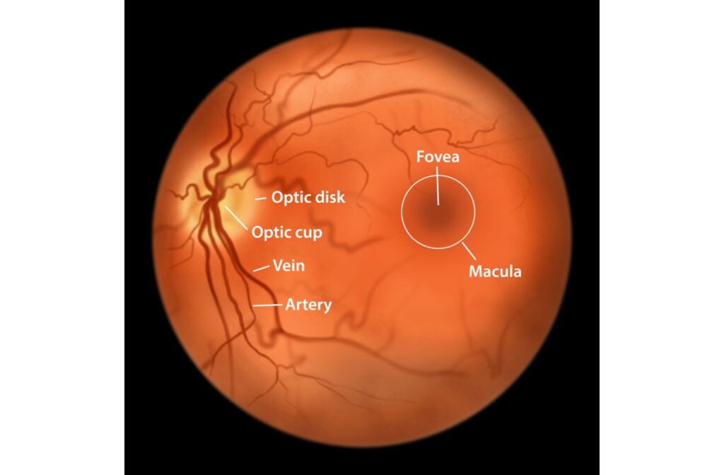 Illustration of the retina showing labeled structures including the optic disk, optic cup, veins, arteries, macula, and fovea.