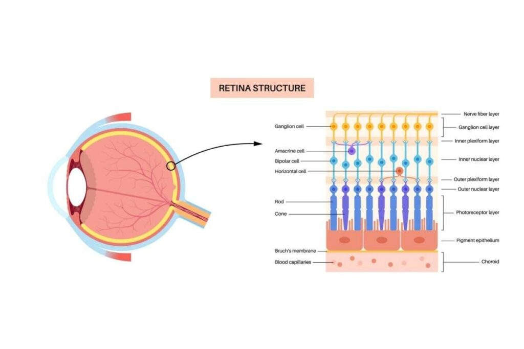 Diagram of the retina structure showing layered cells and photoreceptors.